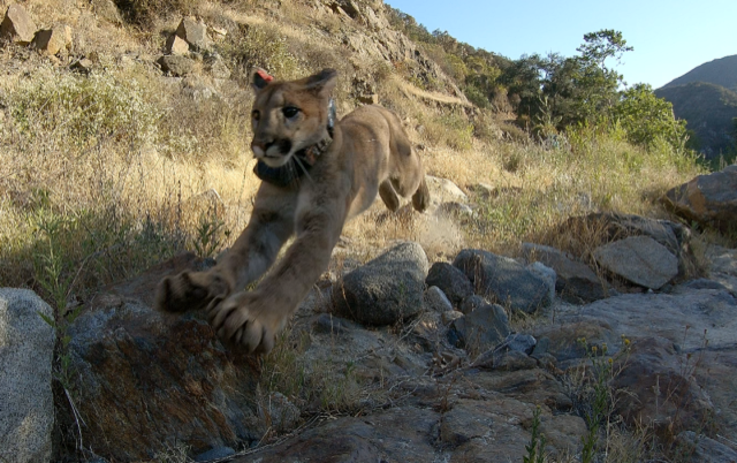 A mountain lion wearing a tracking collar springs airborne over rocks after being released from captivity.