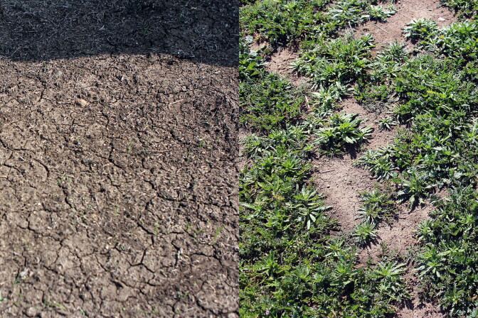 Griffith Park is looking much more green than one year ago in March 2014.