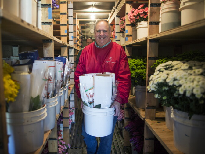 Volunteer Vince Verro of Saratoga Springs, N.Y. carries flowers out of a storage fridge outside Sierra Madre Rose Float Association's barn on Tuesday morning, Dec. 29, 2015. This is Verro's fourth year volunteering on a Rose Parade Float.