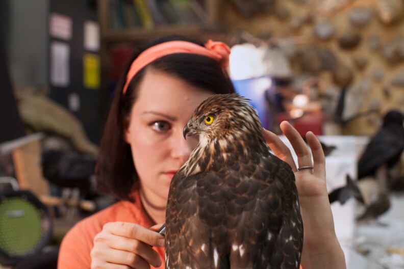 Allis Markham puts the finishing touches on a female Cooper's hawk at the Natural History Museum on April 24th, 2013.