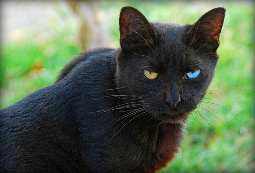 blackcatcanary.jpg