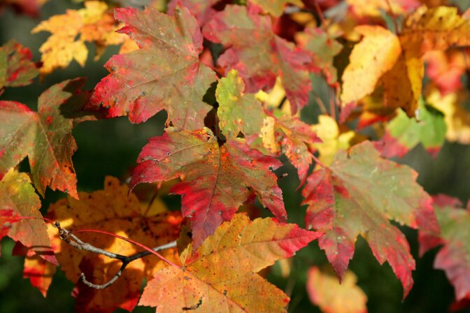 Fall leaves are shown on October 19, 2005 near Amenia, New York.