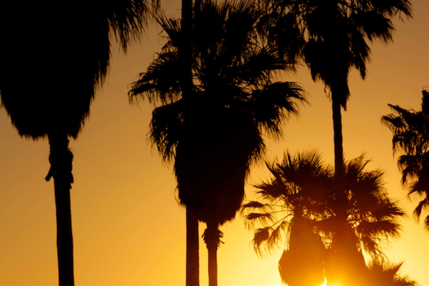 heat_palms_640.jpg