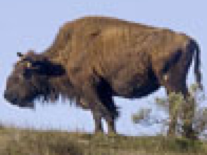 Bison graze on Catalina Island.
