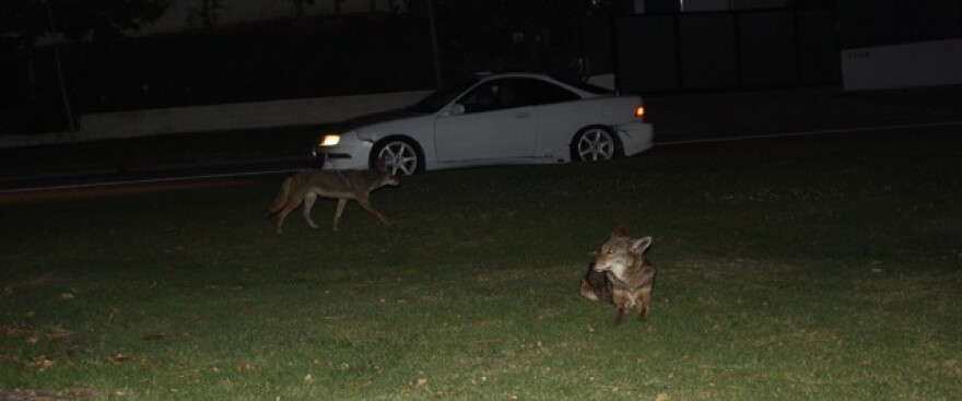 coyotes-la.jpg