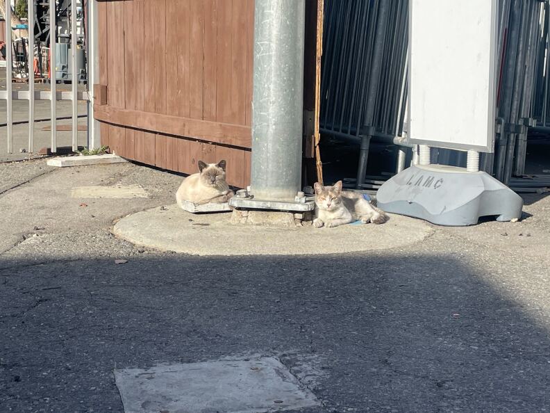 Two cats lie near a pole next to a stand that says "LAMC."