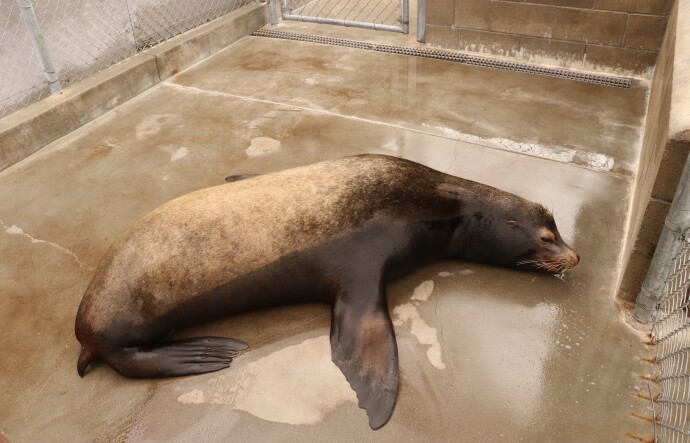 A brown sea liion tht's laying flat on a wet concrete surface that's surrounded by a fence. The mammal appears lethargic.