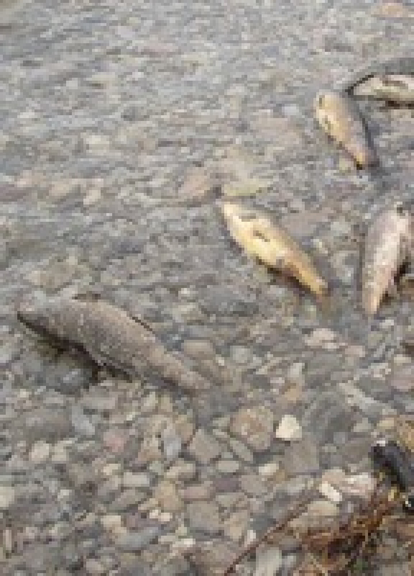 Carp2.jpg