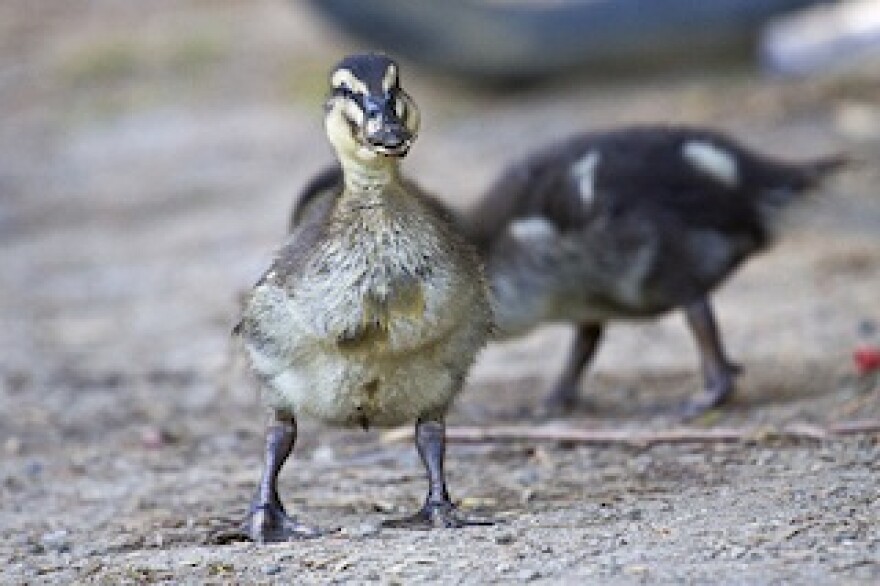 ducks-405-freeway.jpg