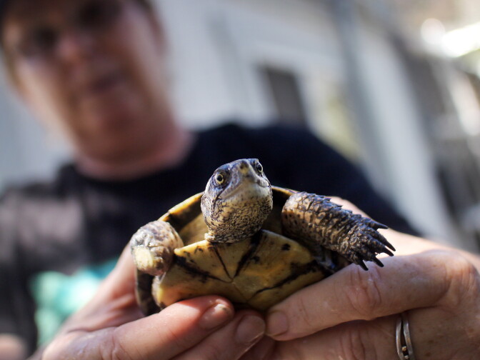 Rosi Dagit, senior conservation biologist for the Resource Conservation District of the Santa Monica Mountains, holds a Western Pond Turtle that has been damaged by predators. Lower pond levels have made the turtles easier targets.