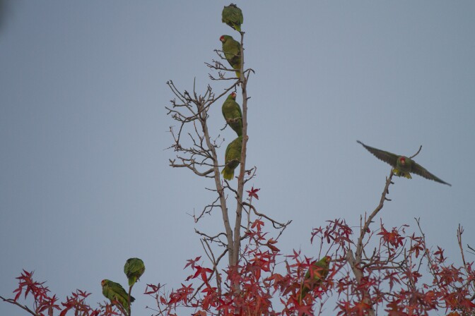 Hundreds of parrots fill the trees near a school in South Pasadena.