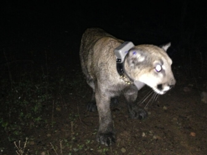 An image of P-34, a young mountain lion found in a residential area of Ventura County. 