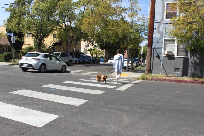 A resident and two small dogs on leashes cross a street in a marked crosswalk as a vehicle drives past in the same direction.