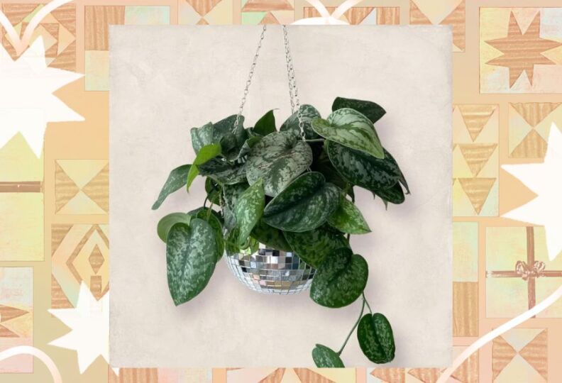 Image of a shiny silver disco ball hanging planter. A full, vibrant plant is placed inside the pot, its leaves cascading gracefully over the sides. The image is set against a textured dark gray background decorated with stars, gift boxes and ribbons of ribbon.