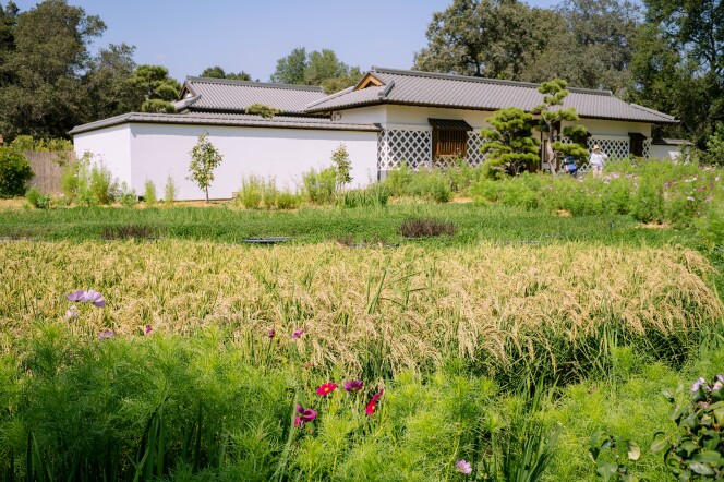 Rice and other crops and plants growing in front of an ancient Japanese house.