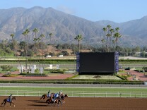ARCADIA, CA - OCTOBER 27:  Horses are led to the track to train in preparation for the 2014 Breeder's Cup at Santa Anita Park on October 27, 2014 in Arcadia, California.  (Photo by Harry How/Getty Images)