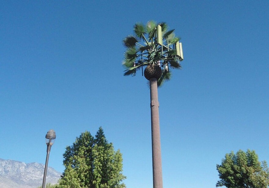 palm-tree-cell-tower.jpg