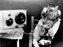 January 1926:  A cat wearing headphones to listen to a radio.  (Photo by Monty Fresco/Topical Press Agency/Getty Images)