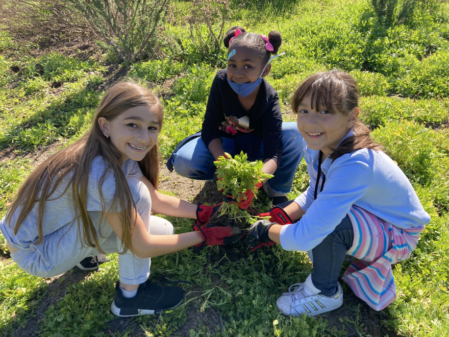Three young volunteers crouch holding a plant on green marshland at Ballona Ecological Reserve