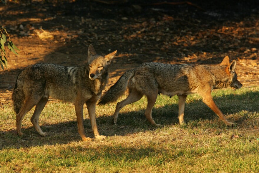A pair of brown and gray coyotes walk in the grass as the sun shines on them.