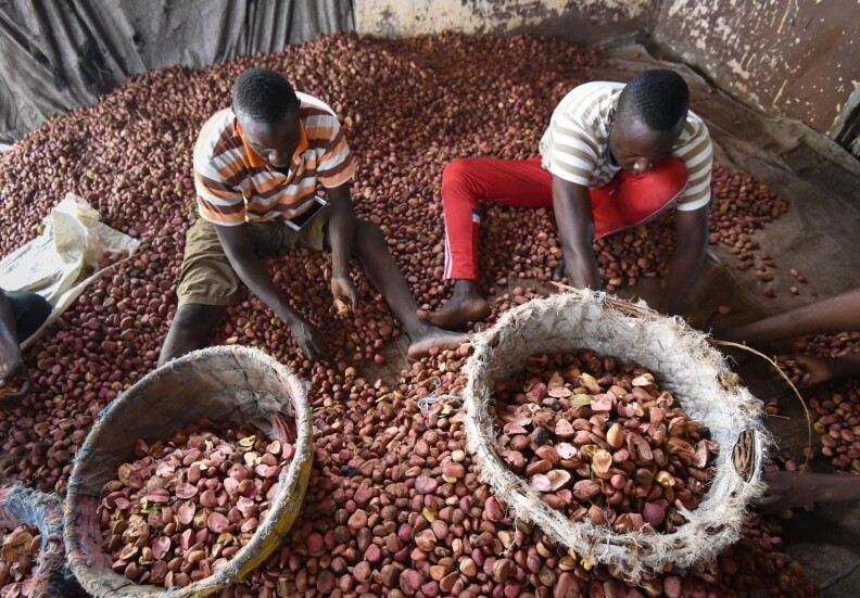 Kola nuts, native to Africa, are sorted in the Ivory Coast. The nuts were used in the original recipe for Coca-Cola and gave the soda half of its name. The company does not give out its current formula but numerous articles on Coke assert that extract of kola nuts is no longer used.