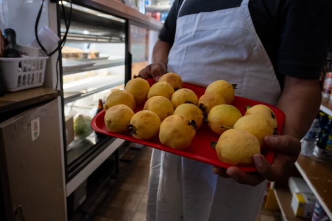 A person with a medium dark skin tone, wearing a white apron, holds a red plastic square tray filled with a large quantity of round yellow fruit. This individual stands behind a refrigerated display case in a narrow hallway.