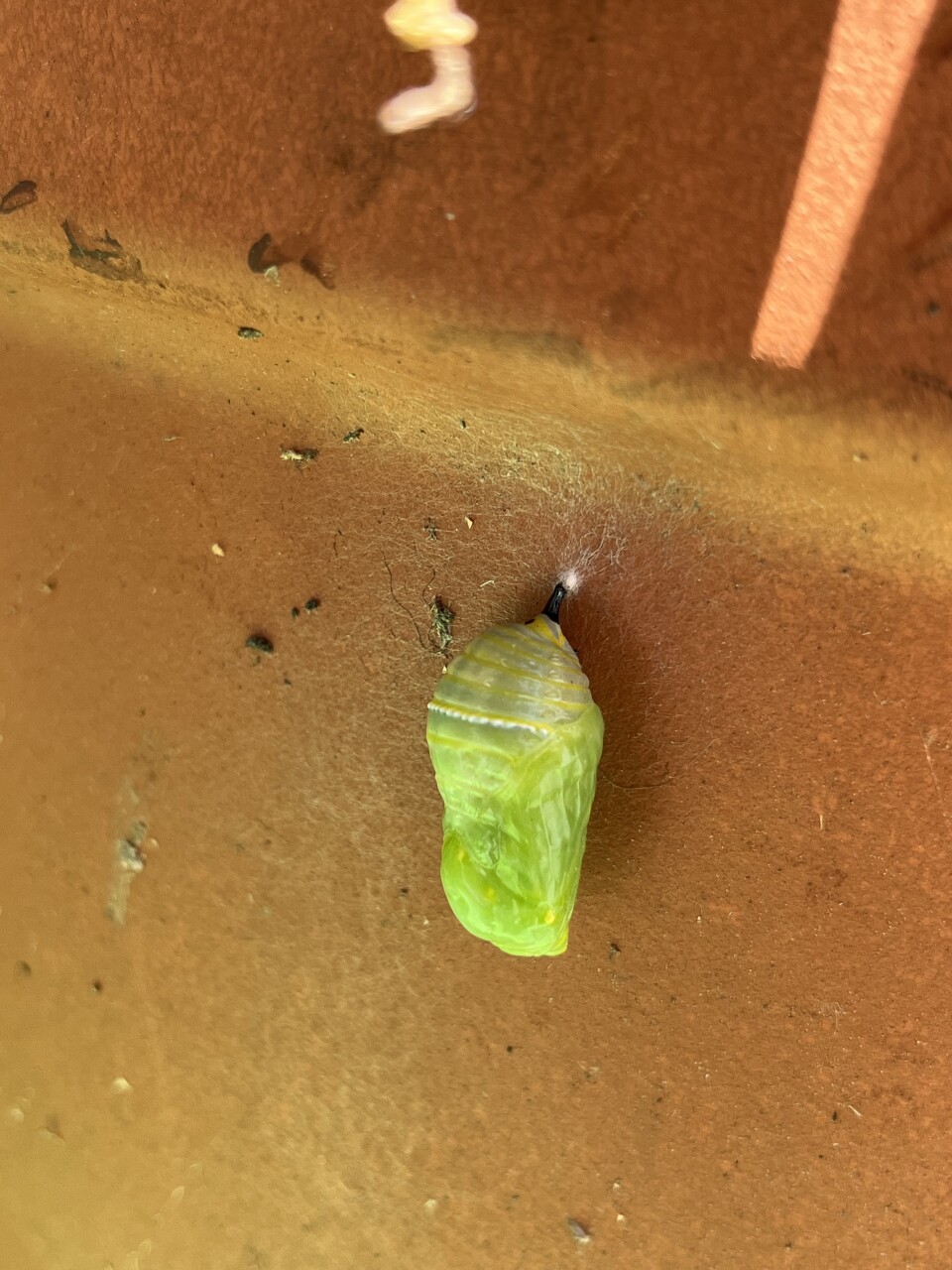 A newly formed chrysalis the color of jade green hangs from a clay plant