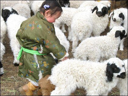 A boy runs among a flock of newborn lambs and kids in the south Gobi.