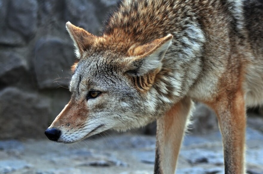 coyote-shutterstock.jpg