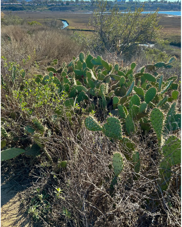 Cactus leaves protrude from dry brush in an open field