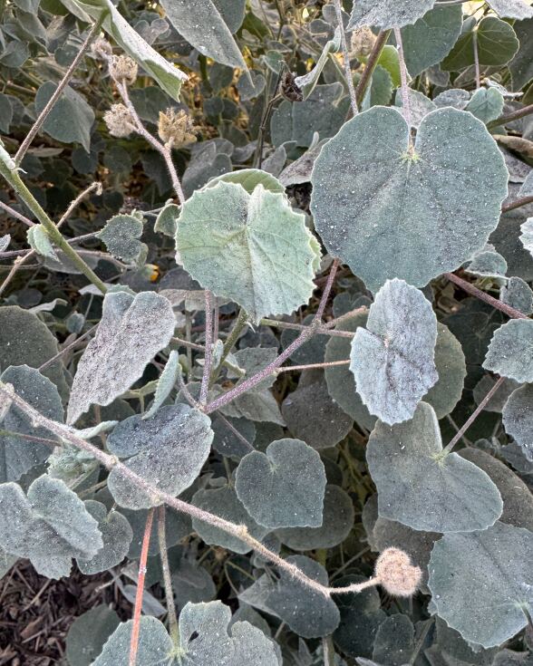 Another green plant that looks washed out because it's covered in specks of ash.