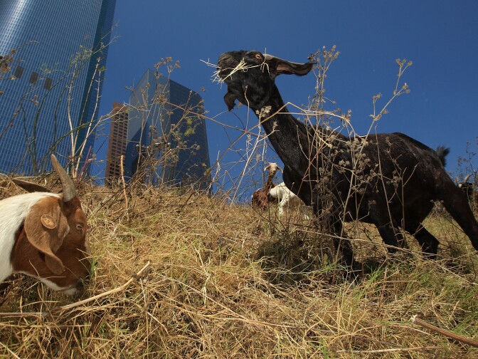 LOS ANGELES, CA - SEPTEMBER 09:  A herd of 100 South African Boer goats chews on tough weeds and dry grasses to clear a steep hillside lot near the Angels Flight funicular railroad on September 9, 2008 in the Bunker Hill high-rise district of downtown Los Angeles, California. Leaders of the Los Angeles Community Redevelopment Agency rented the goats as an economical and environmentally friendly alternative to using gas-powered weed-whacker-wielding humans. Human workers would have charged as much as $7,500 to clear the 2 ½-acre Angels Knoll lot. The goats cost only about $3,000 and there will be no overtime charges. An additional 50 goats will be added to the herd soon to help complete the job in the next week to 10-days.  (Photo by David McNew/Getty Images)