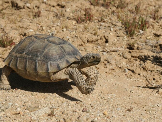 A desert tortoise NOT named Mr Tennenbaum