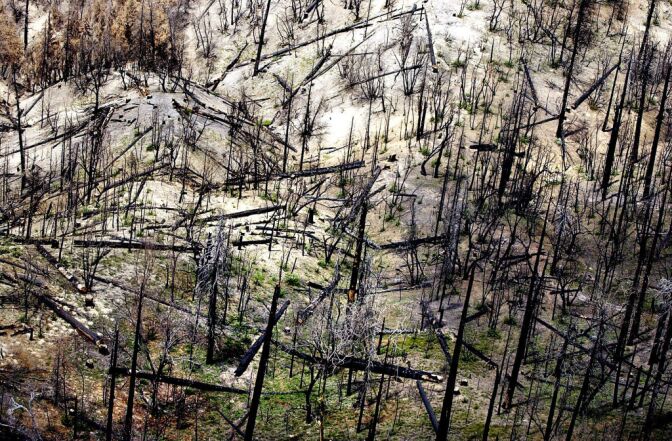 Hundreads of burned and dead trees fill a hillside of the Cedar Glen area near Lake Arrowhead, Calif., which burned during the Old Fire in 2003. San Bernardino County Sheriffs department provided a flight to the media touring the devistation of the San Bernardino National Forest on Wednesday July 14, 2004..(AP/BRETT K. SNOW/POOL)