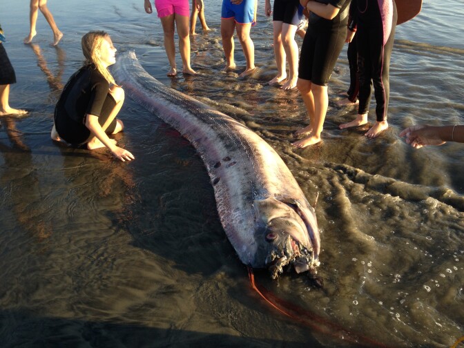An oarfish spotted in Oceanside Friday afternoon, Oct. 17, 2013. This one is a bit smaller than the Catalina one found earlier the same week.