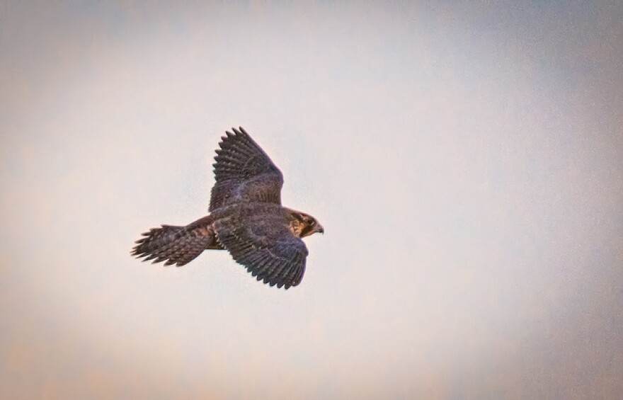 peregrine-falcon.jpg
