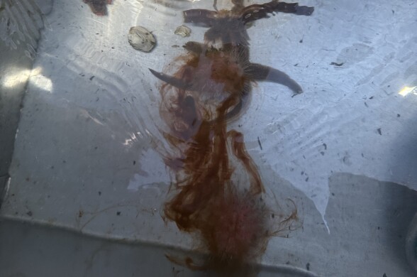 A baby octopus with long, reddish-brown tentacles floats in a tank of water, partially obscured by ripples and reflections on the surface. Bubbles rise through the water as light from above highlights the creature’s intricate textures.