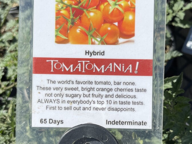 A sign saying this is the world's favorite tomato.
