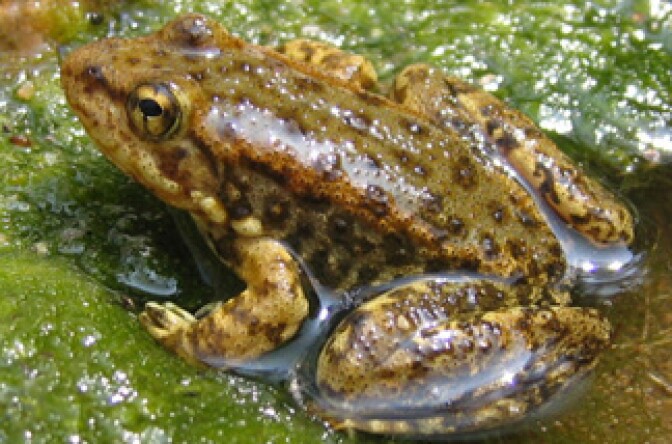 This young mountain yellow-legged frog, seen in San Bernardino County, Calif., is less than 1 1/2 inches long. Adults measure about 2 to 3 inches long. Scientists are trying to revive the frog population that has been decimated by drought, fire and diseases.
