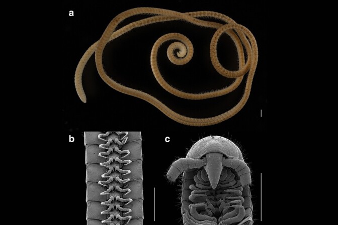 The leggiest animal on the planet, <em>Eumillipes persephone</em>, from Australia. (<strong>A</strong>) female with 330 segments and 1,306 legs (paratype specimen, T147124). (<strong>B</strong>) ventral view of legs (male holotype, T147101). (<strong>C</strong>) dorsal view of head and ventral view of gonopods (male holotype, T147101). Scale bars, 0.5 mm.