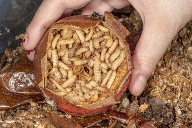 Maggots inside of a dried piece of red fruit.