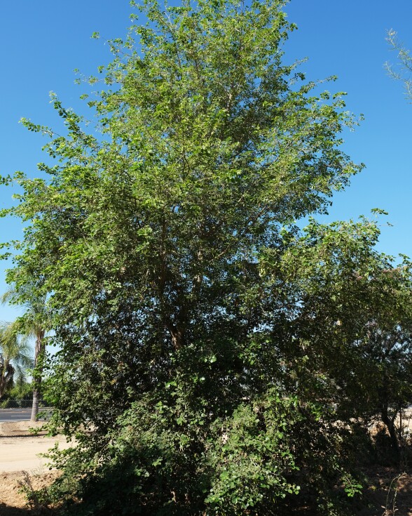 Climate change trees