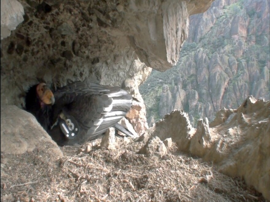 condor-pinnacles-nat-monument.jpg
