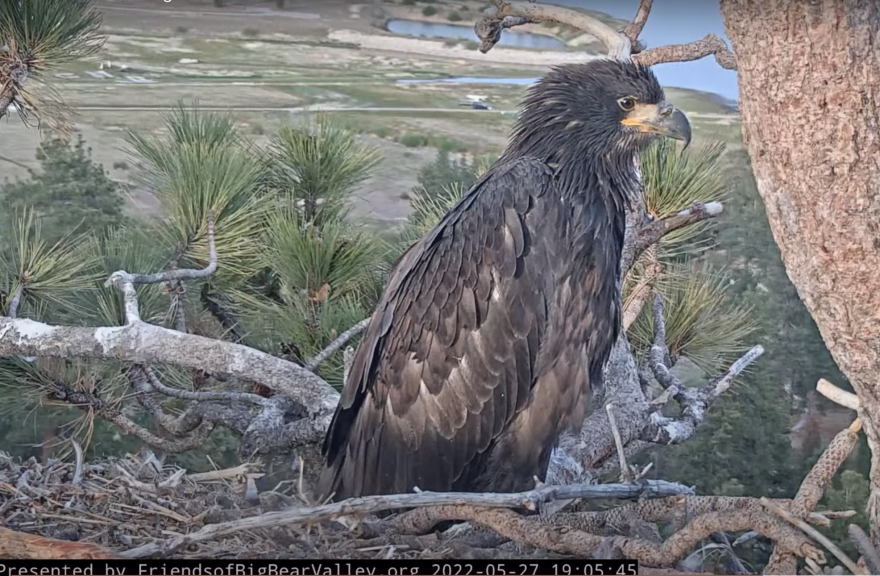 A young brown eagle is perched on a nest with a view of a lake beyond
