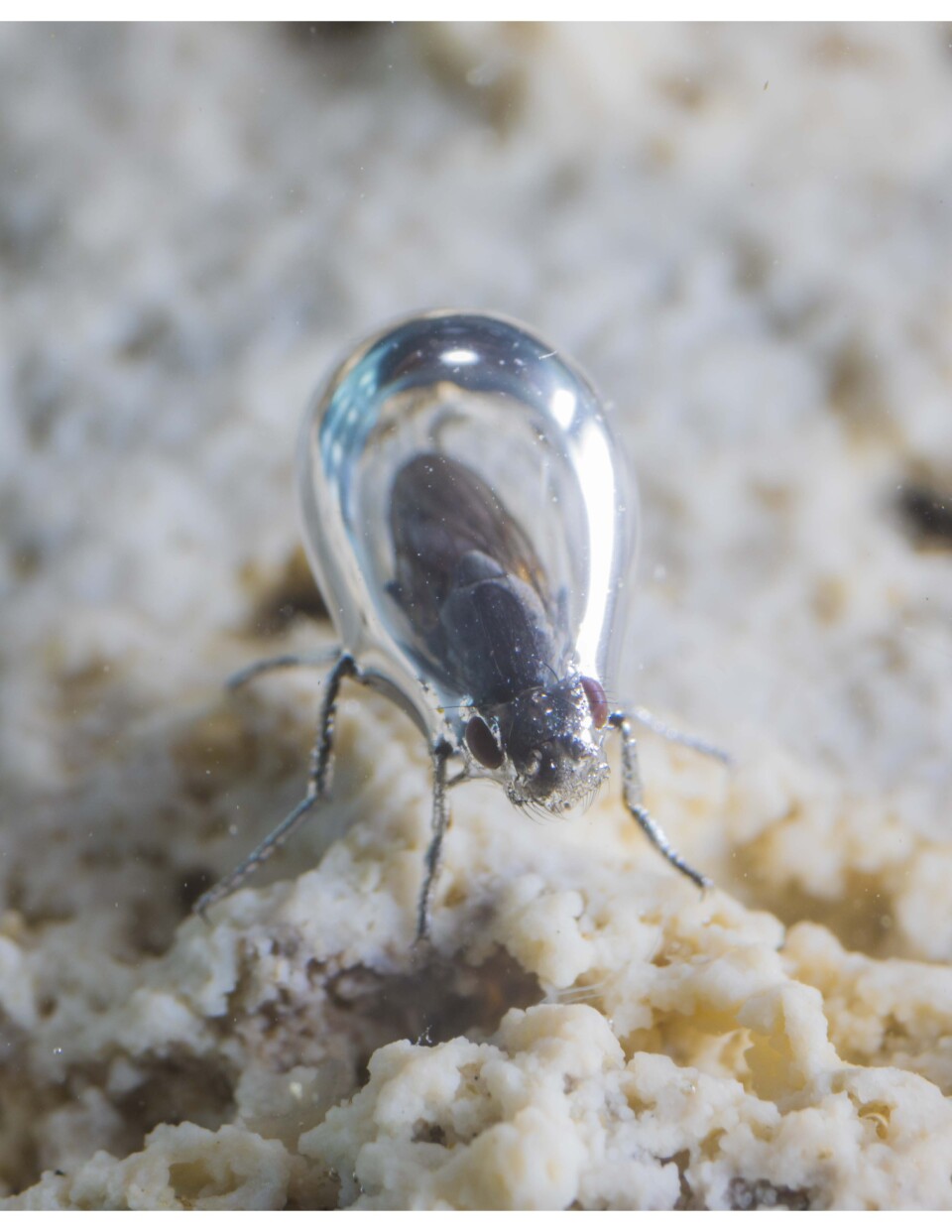 A hydrophobic alkalai fly, surrounded by an air bubble after its entered the water at Mono Lake.