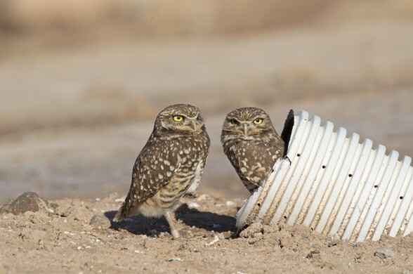 Two small owls with yellow eyes and spotted feathers stand chest to chest. One is peering out of a metal tube.