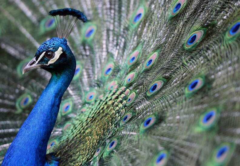 A male peacock shows off his plumage. 