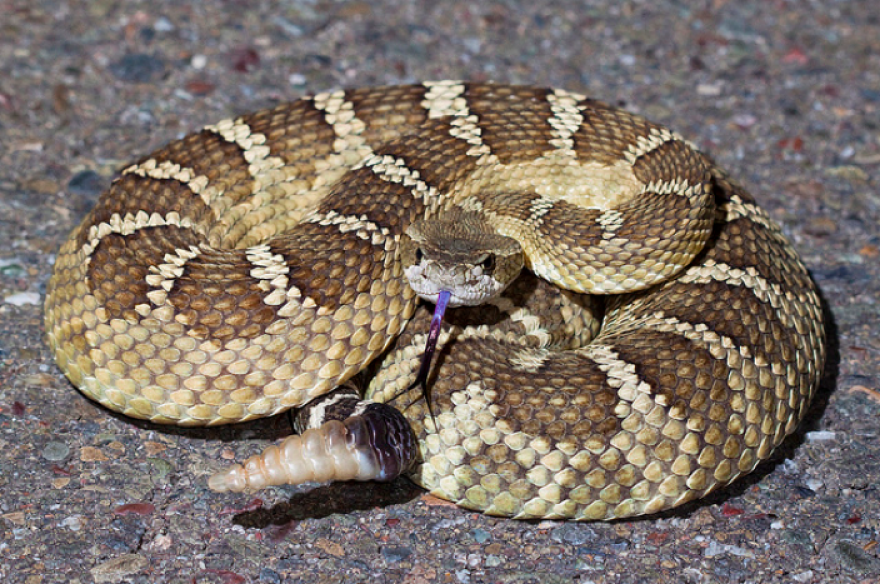 File: A northern Pacific rattlesnake.