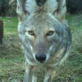 A closeup image of a coyote on a wildlife camera, with a grassy area in the background.