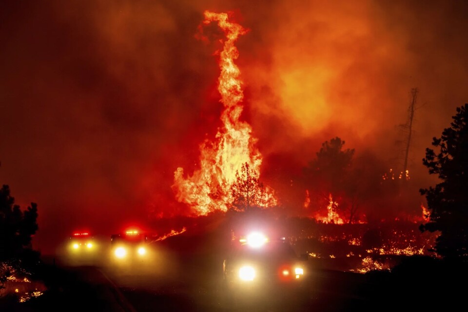 Large flames burn vegetation through the night with fire trucks in the foreground 